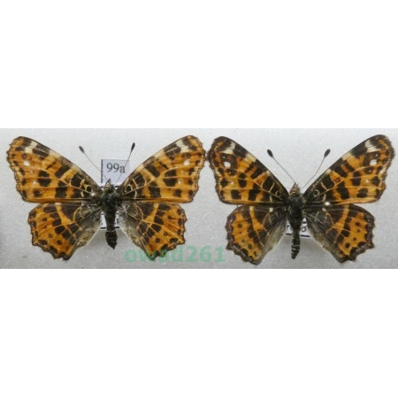 Araschnia levana (Linnaeus, 1758) pair form Czech99a